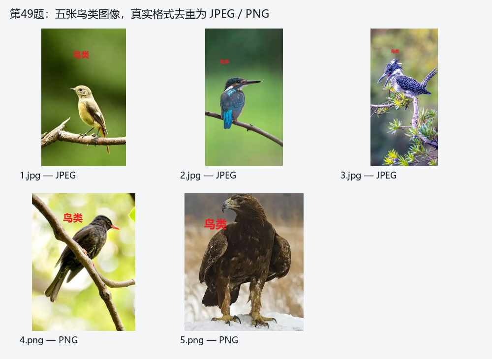 五张鸟图核验